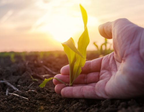 Grain Investments Explained